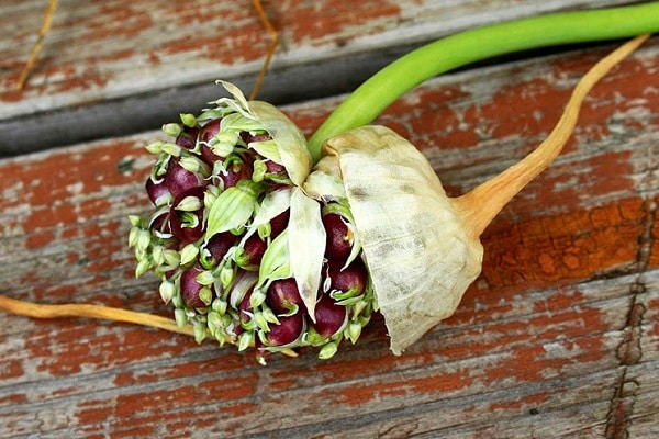 reproduction of garlic