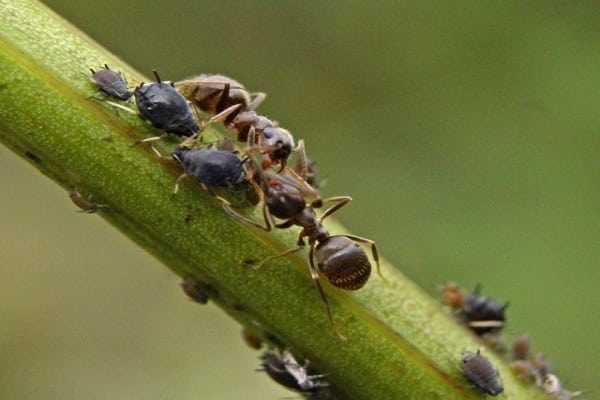 get rid of ants