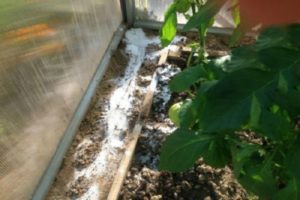 How to quickly get rid of ants in a greenhouse with cucumbers, what to do?