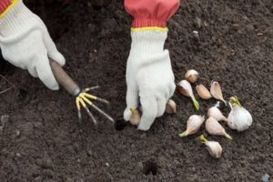 Bilakah menanam bawang putih pada musim gugur, bagaimana cara menyediakan dan bagaimana merawat kebun sebelum menanam?