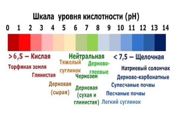 determinación de acidez