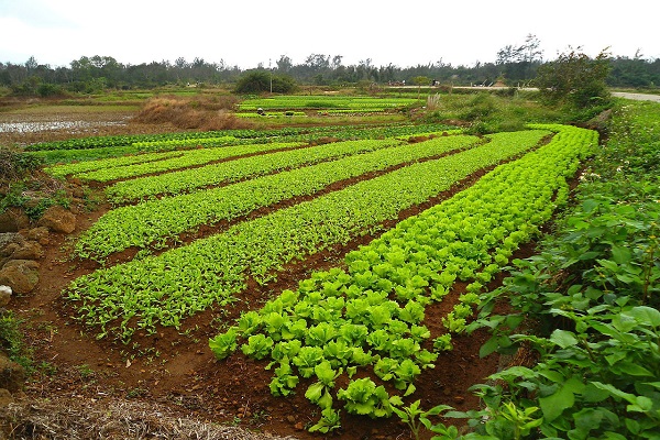 suelo nutritivo