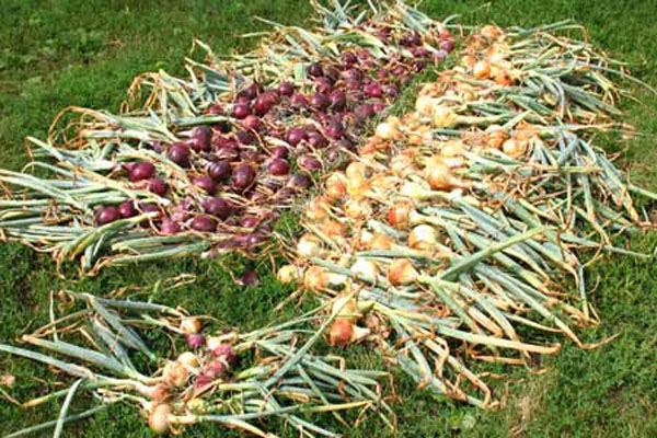 cebolla en el campo