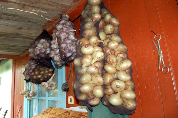 cebollas en bolsas