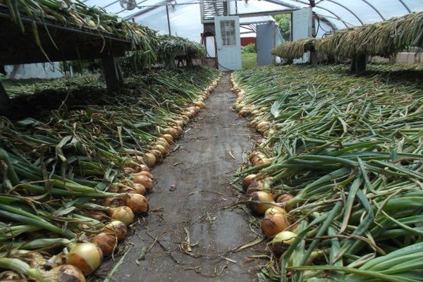 ripening of onions