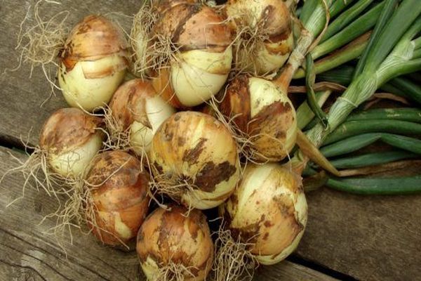 how to dry onions