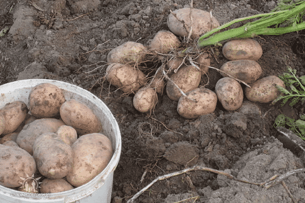 faire pousser des pommes de terre