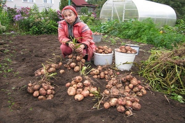 champs de pommes de terre