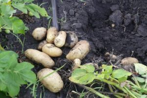 Descripción de la variedad de papa Impala, características de cultivo y cuidado.