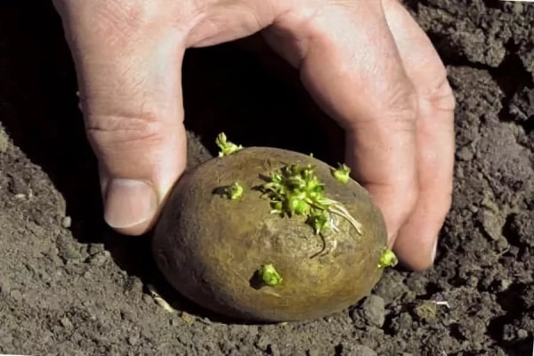 potato harvest