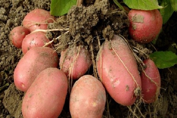 légumes racines couverts