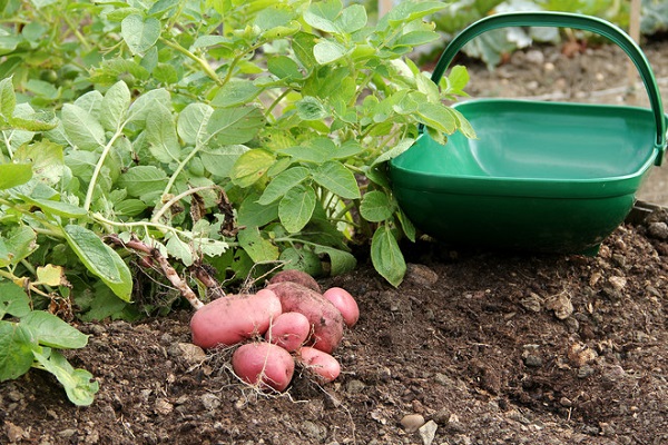 fertilisé