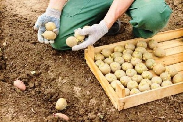 preparación de material