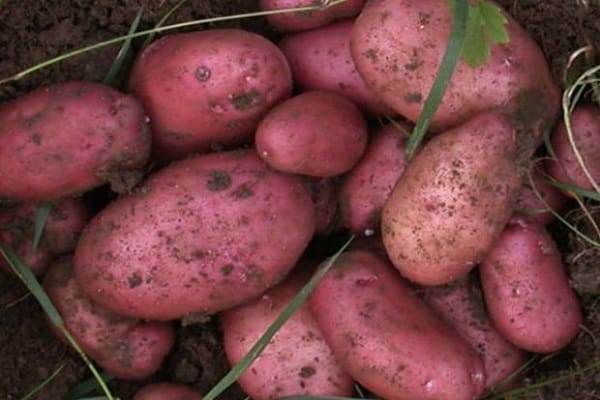 crecimiento de la planta