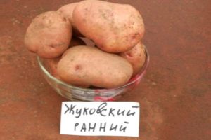 Description of the potato variety Zhukovsky early, features of cultivation and care