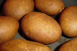 Description of the Kiwi potato variety, its characteristics and yield