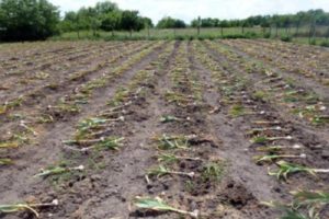 When is it necessary to dig garlic in Kursk, Voronezh, Belgorod, Lipetsk and other regions?