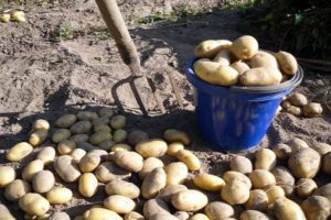 ¿Cuándo se pueden cavar patatas jóvenes después de la floración?