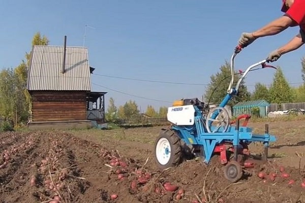 vėlyvas bręstantis vaizdas