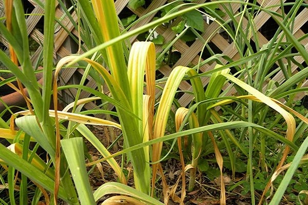 hojas amarillas