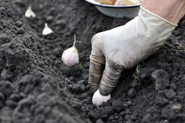 planter de l'ail dans le jardin