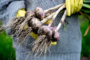 When do you need to remove garlic in 2020 from the garden for storage according to the lunar calendar?