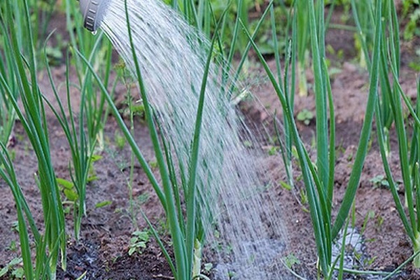 lingering rains