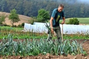 When do you need to harvest onions in 2020 according to the lunar calendar for storage?