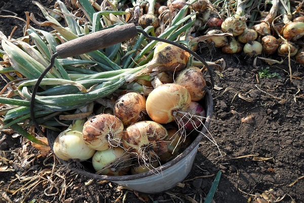 ripening of bulbs