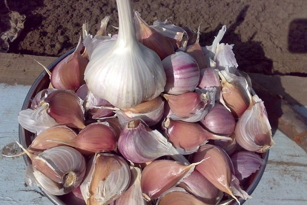 planta bulbosa