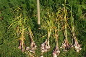 When is it necessary to harvest winter garlic in Siberia and regions?