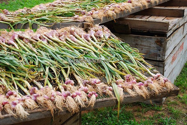 harvested soil