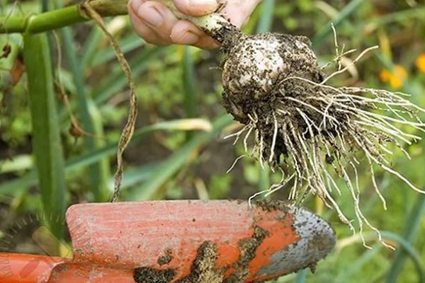 excavar la primavera