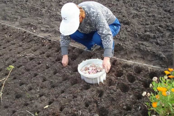 bawang putih musim sejuk