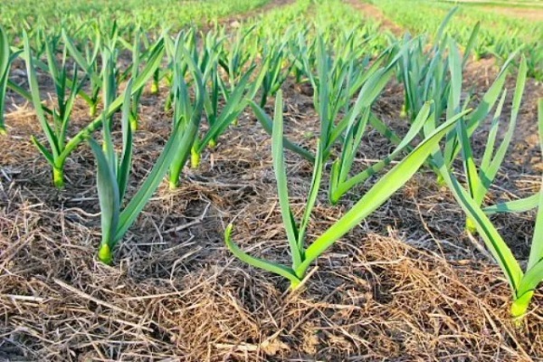 preparando el jardín