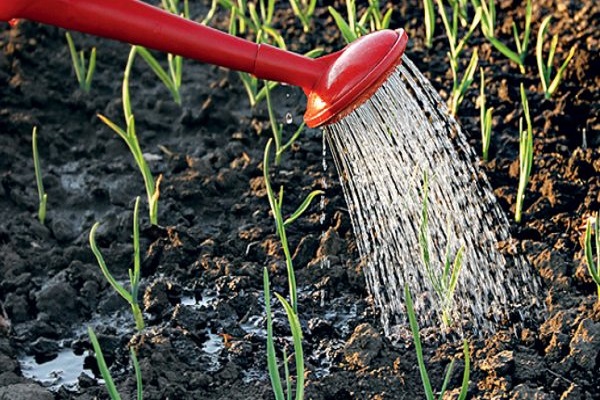 watering from above