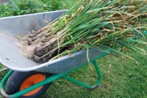 When is it necessary to dig up winter garlic in the Leningrad Region?