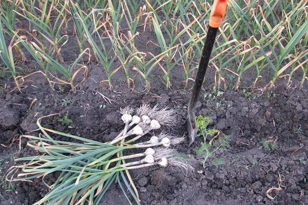 harvesting garlic