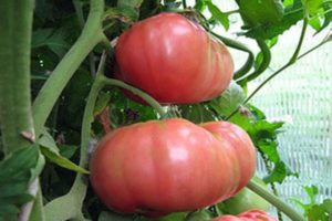 Description of the tomato variety Regiment commander, its characteristics and cultivation