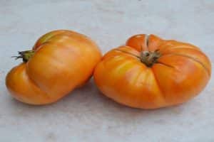 Descripción de la variedad de tomate Sidra de verano, cultivo y cuidado