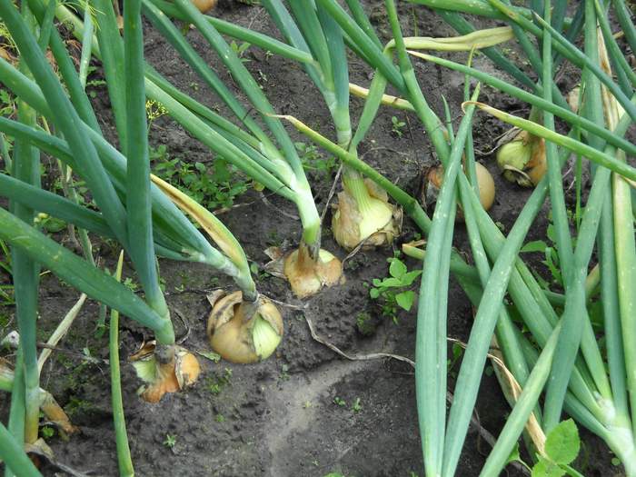 les oignons poussent dans le jardin