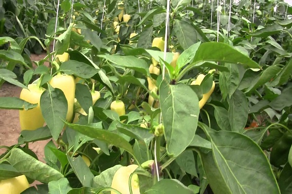 vegetable Snowfall