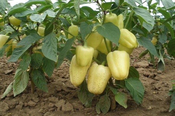 greenhouse pepper