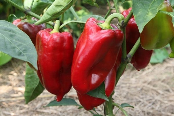 variedad de pimiento