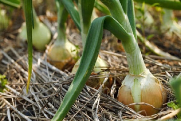 laying the vegetable