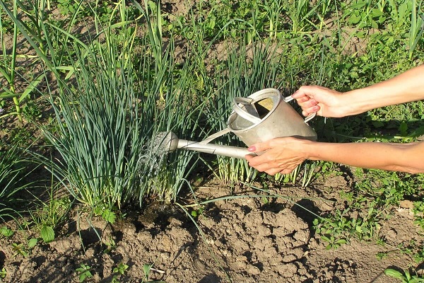 fertilizing the soil