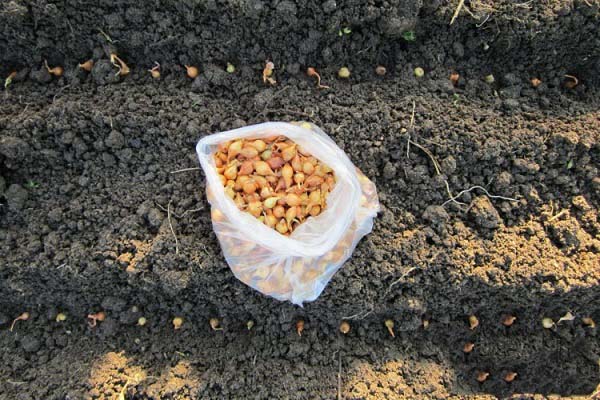 ready-made seedlings