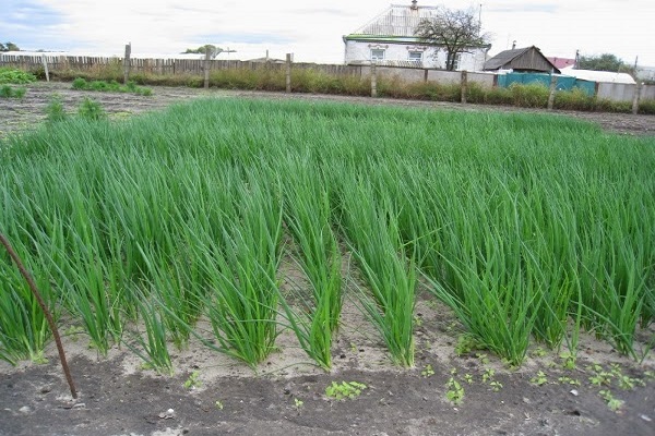 growing onions