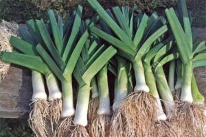 When should you store leeks from your garden?