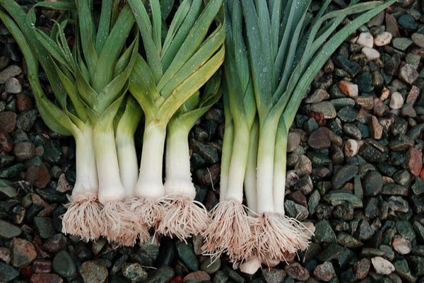 When should you store leeks from your garden?